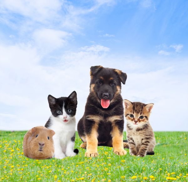 Norwalk Pets