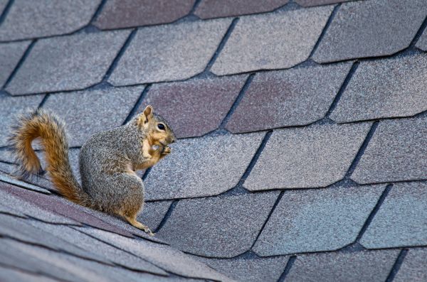 Norwalk Wildlife Removal